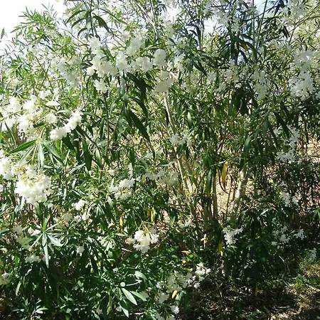 Son Olive * Selva (Mallorca)