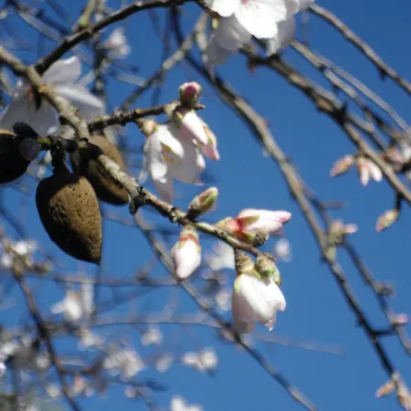 Casa di campagna Son Olive
